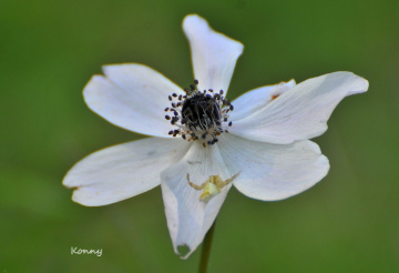 wild anemon with a white spider