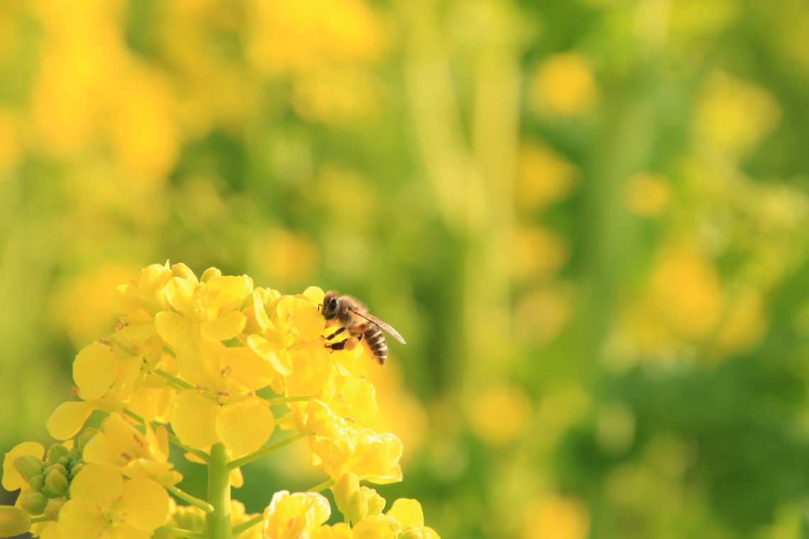 yellow spring
