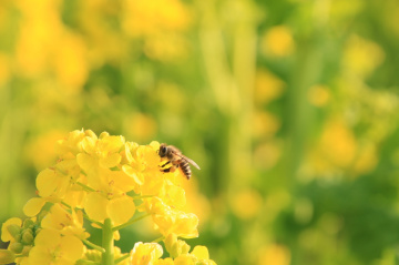 yellow spring