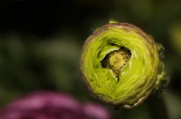 Soon to bloom...