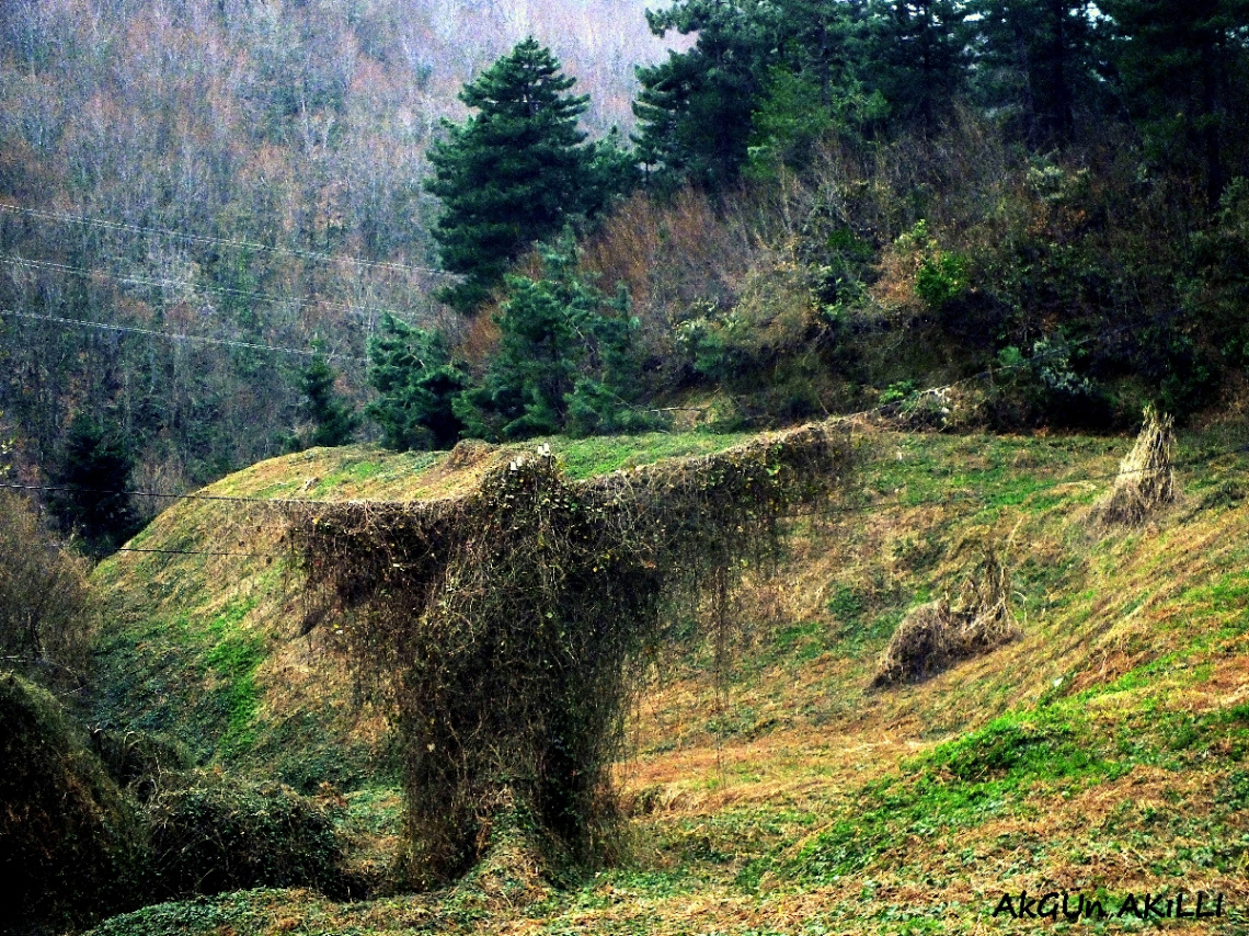 HAYALET