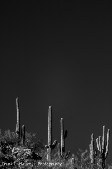 Mighty Sonoran Desert Saguaro Cactus's