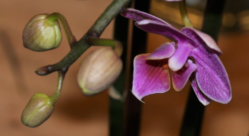 A moment with an orchid