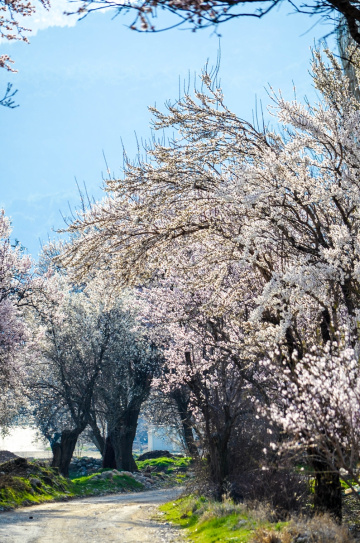 Serinhisar / Denizli
