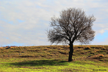 Yalnızlık