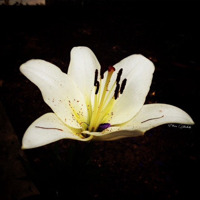 Lilium 
