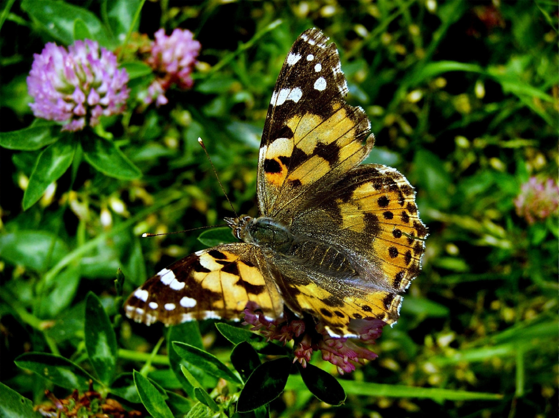 schmetterling 10