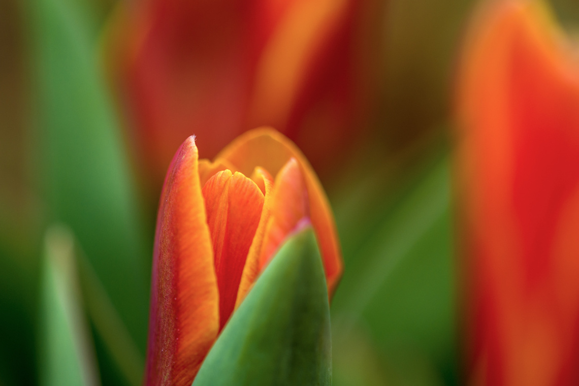 Tulip Spring