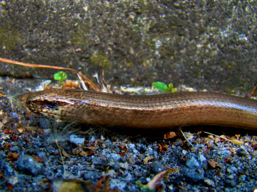 blindschleiche 