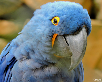 Arara azul