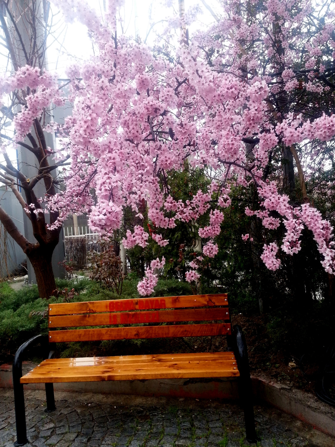 baharda bekleyiş....