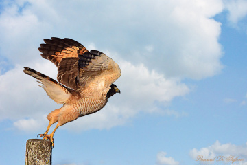 Taking off II