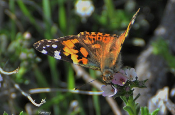 spring.. 