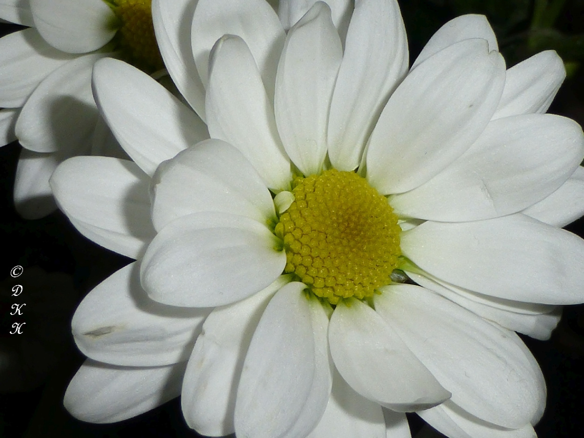 Blume