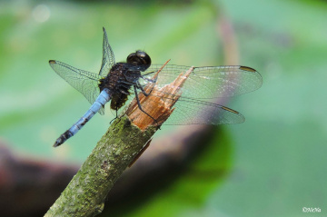 Anisoptera