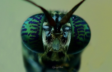 Black soldier fly eye.