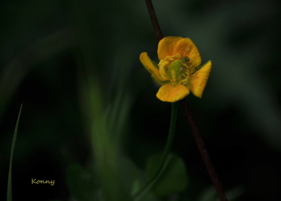little yellow wildflower