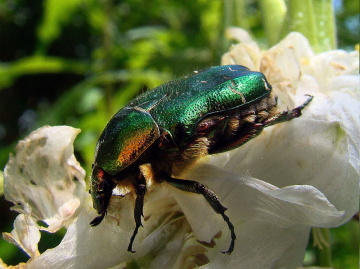 rosenkäfer