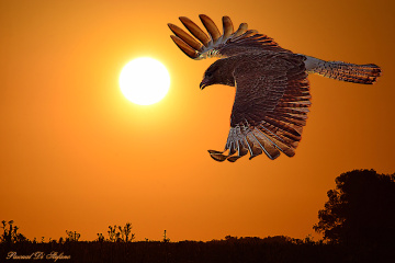 Under the sun 
