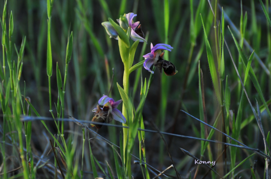 wild orchids.. 