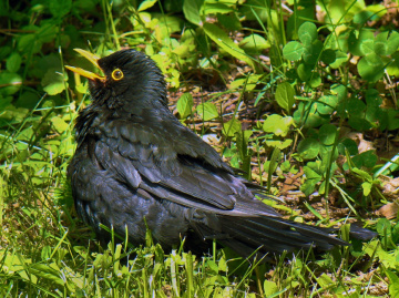amsel ...