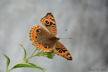 Delicately soft