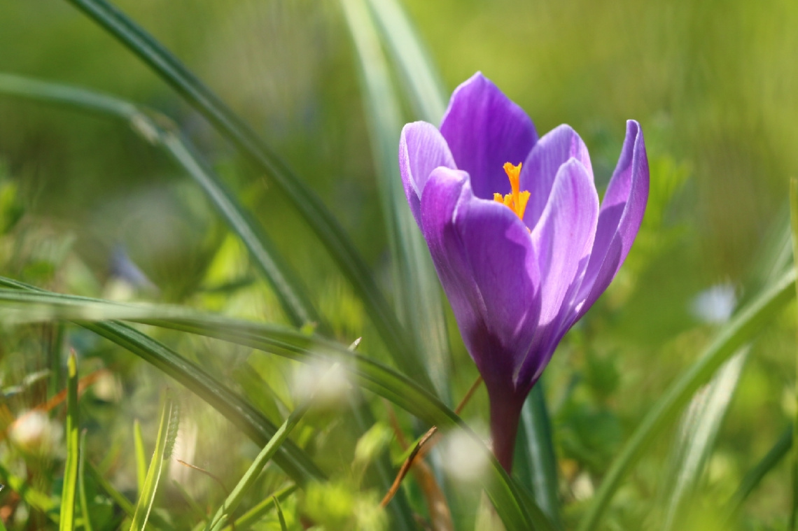 crocus