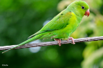 Plain Parakeet