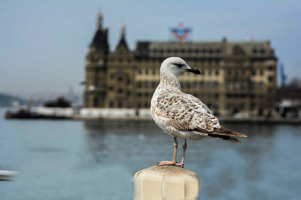 Haydarpaşa'da Martı Olmak