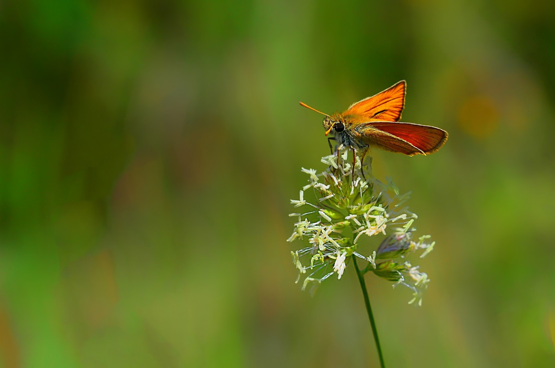 MİNİ MİNİ MİNİKLER 006