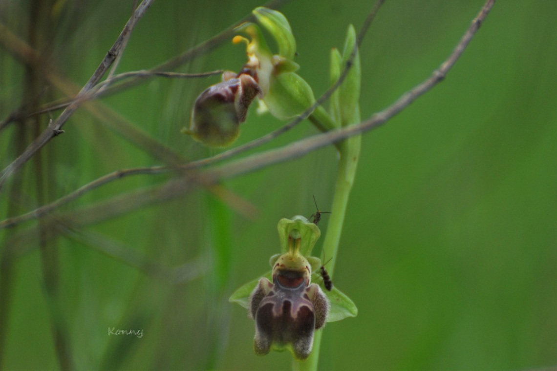 wild orchid 