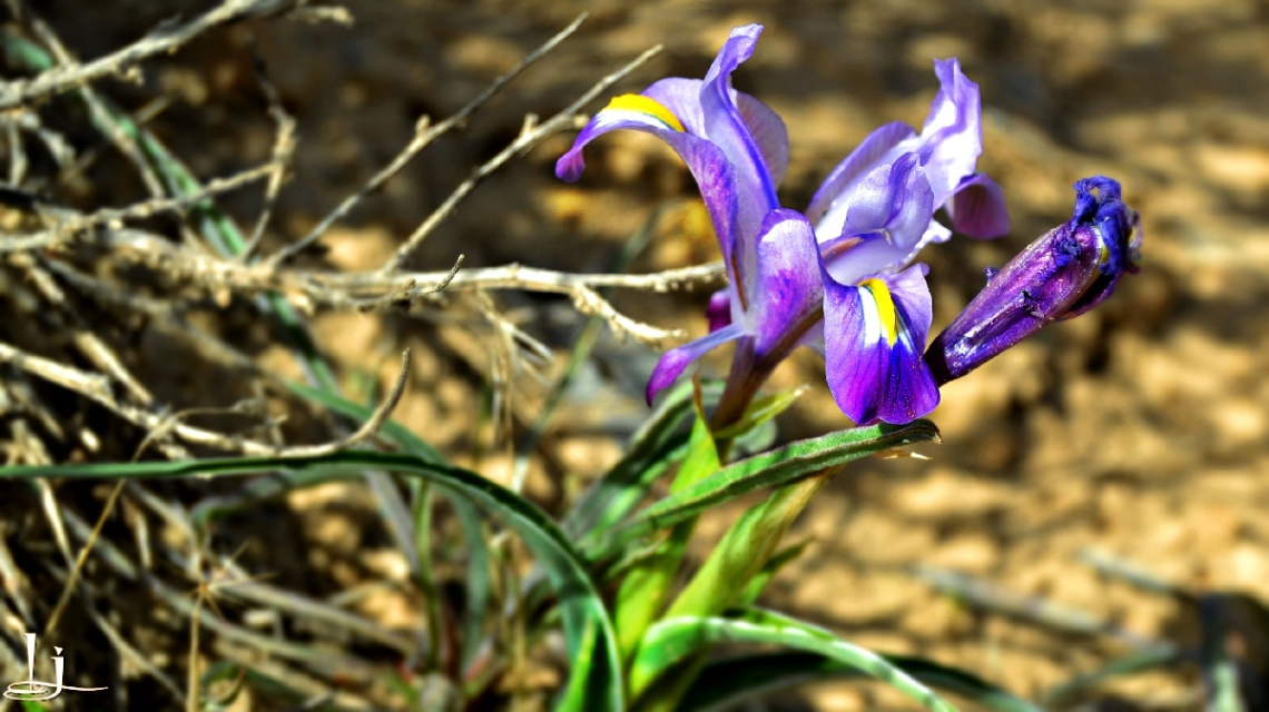 wild blue beauty 