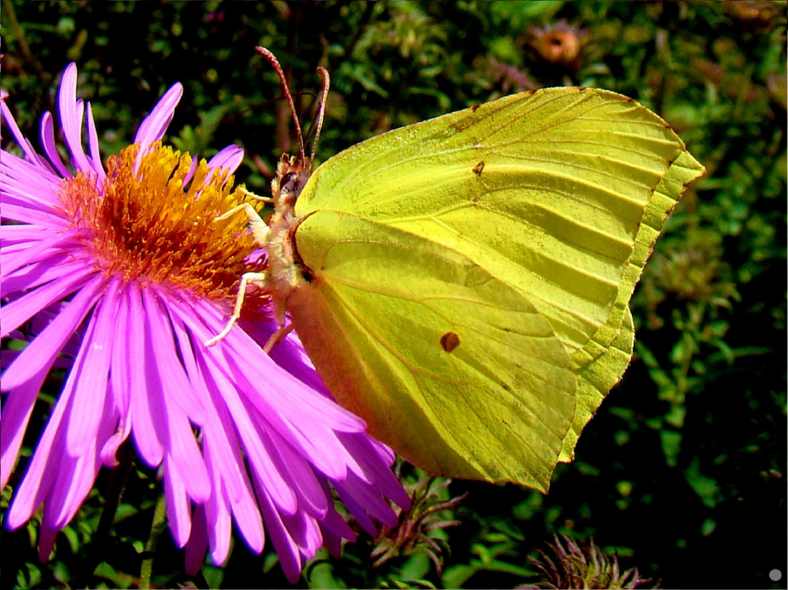 schmetterling 12