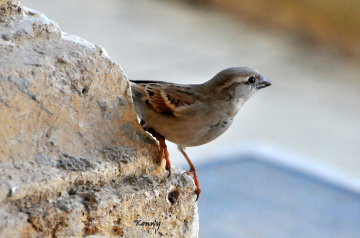 my morning friend 