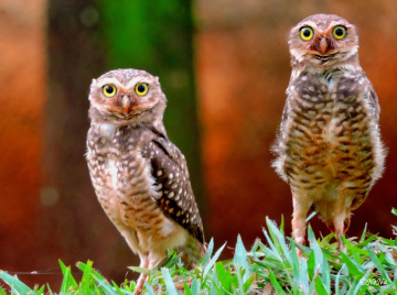 Papa and Mama Owl