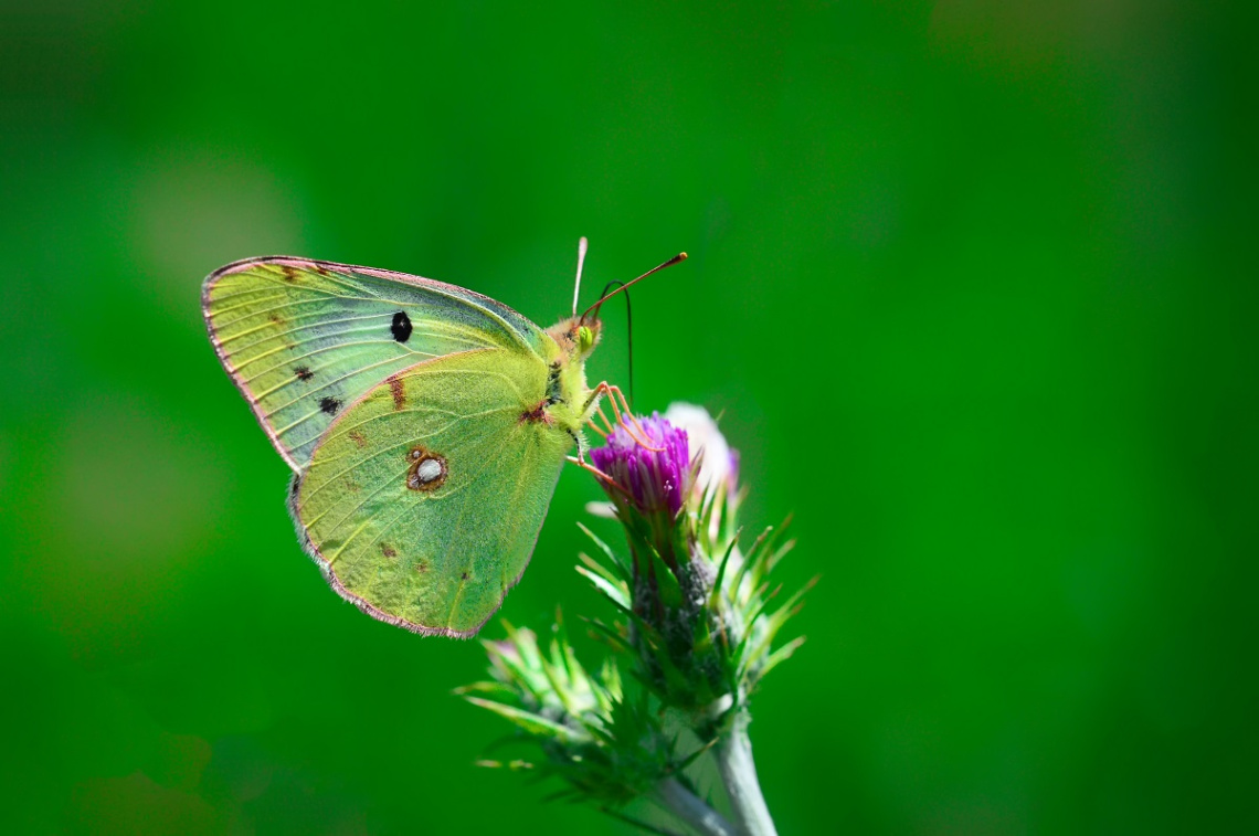 MİNİ MİNİ MİNİKLER 009