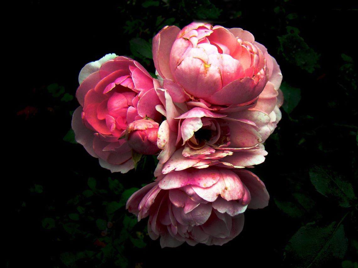 rosen .