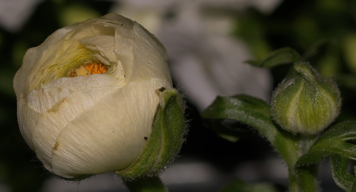 Two flowering stages