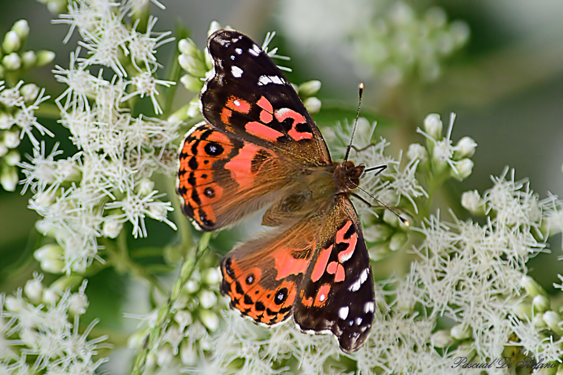 Little butterfly VIII