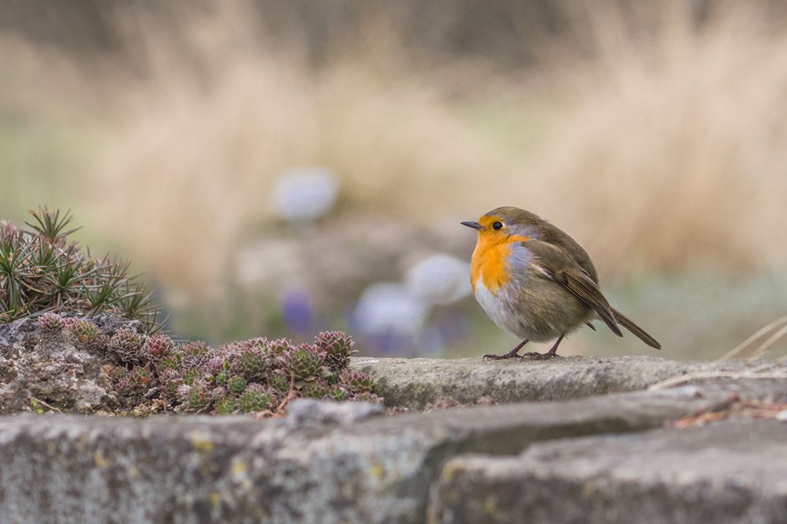 European robin (Erithacus rubecula)