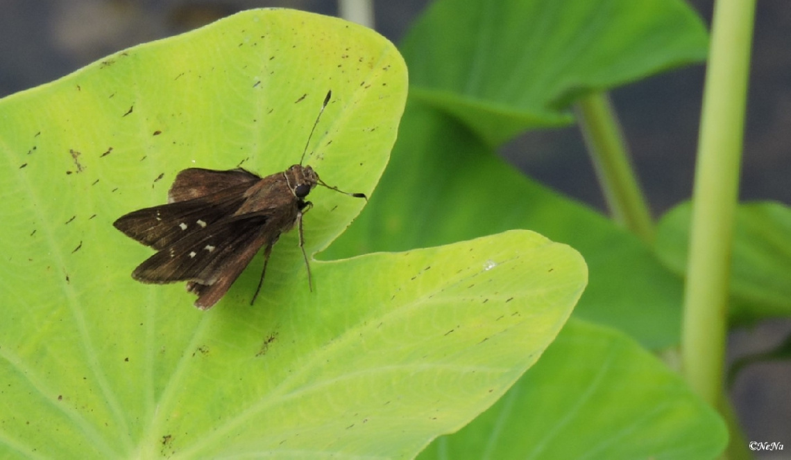 Mini Butterfly