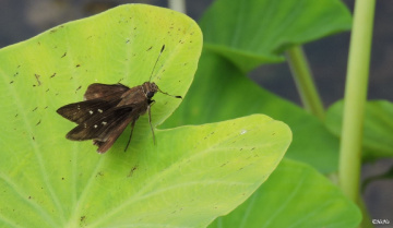 Mini Butterfly