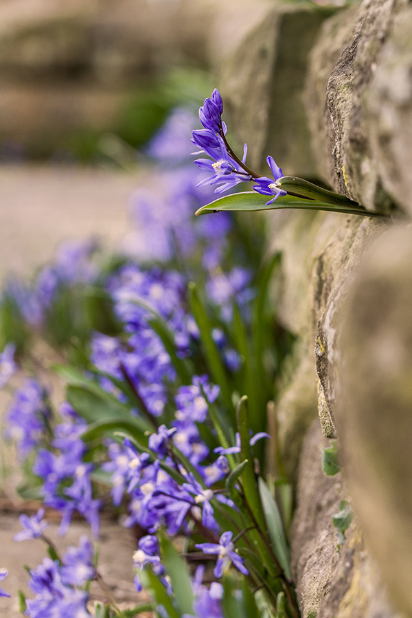 Scilla