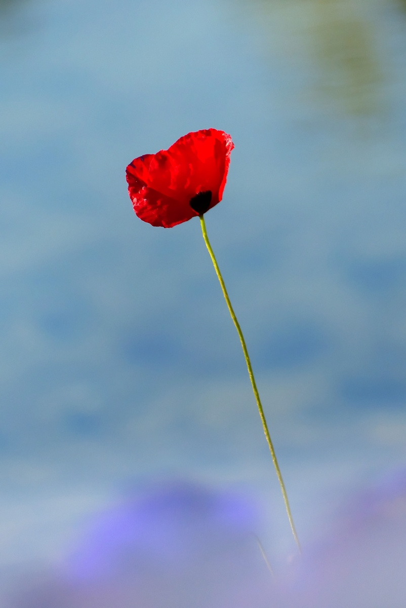 Sabahın Güzeli