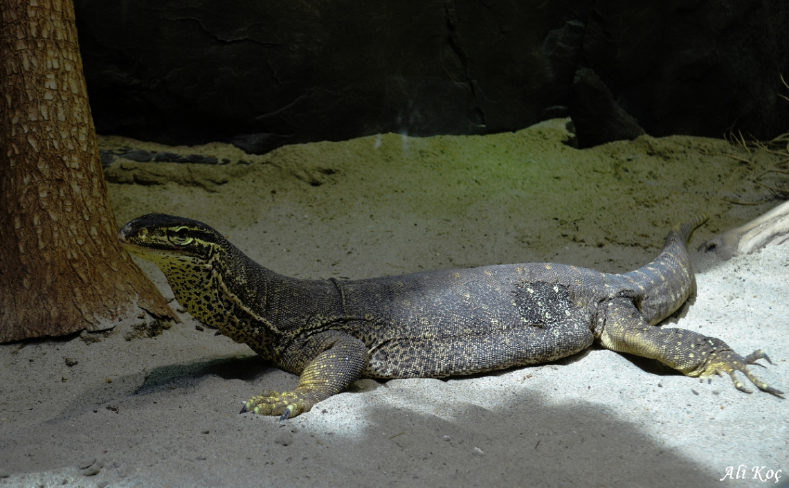 Komodo Ejderi