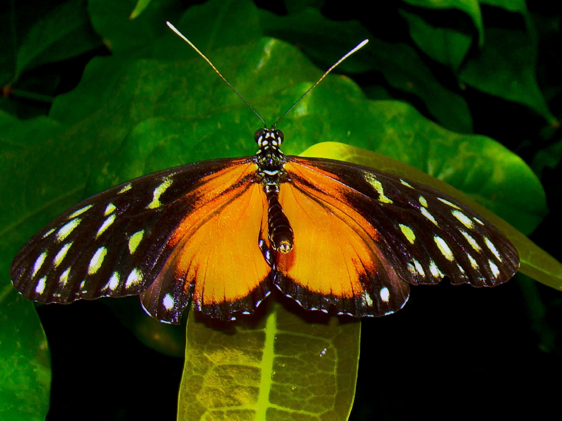 schmetterling 13