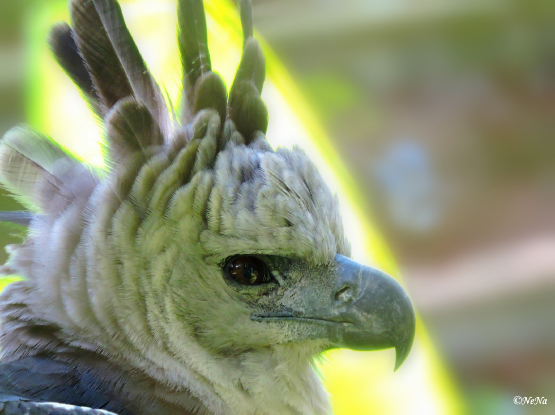 Harpy Eagle