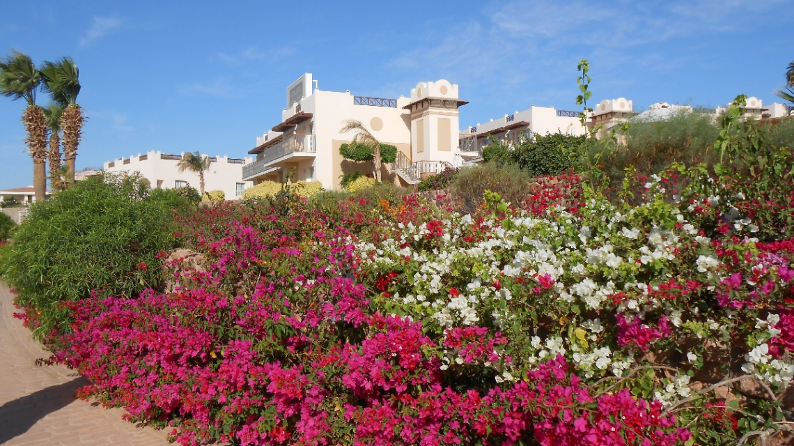 Egypt - Sharm alsheikh