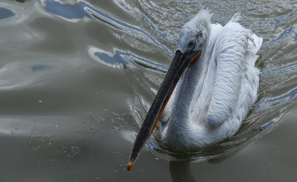 Dalmatian Pelican