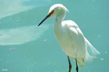 Egret